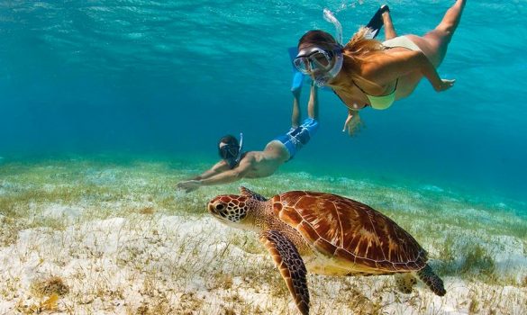 Snorkeling with marine life on a Caribbean yacht charter