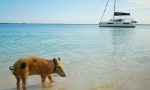 Swim with the pigs on a Caribbean sailing holiday