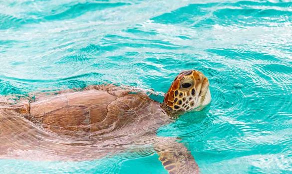 Sea turtle at Mopion