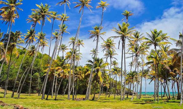 Palm trees off a beautiful beach in Grenada