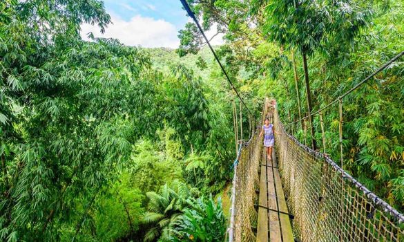 Hiking and exploring the tropical rain forest in Martinique