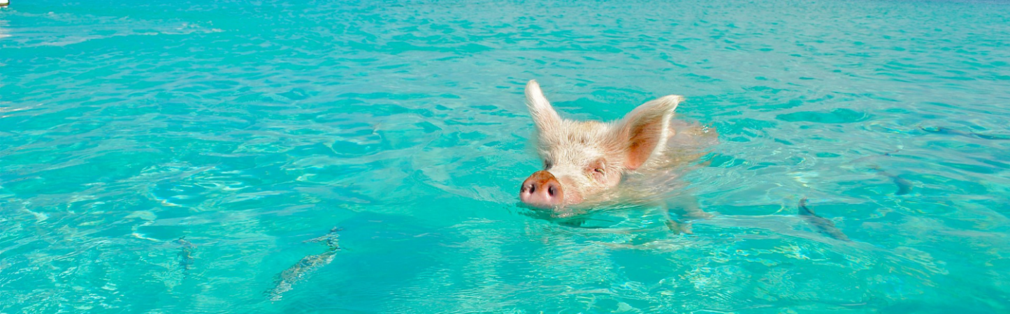 Swimming with the pigs - Staniel Cay Bahamas