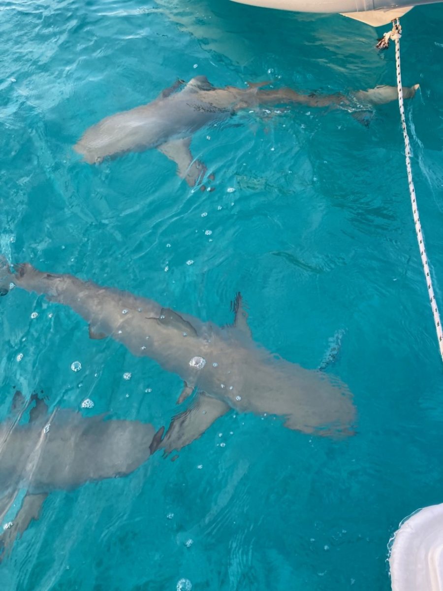 Lemon sharks at Warderick Wells Exumas