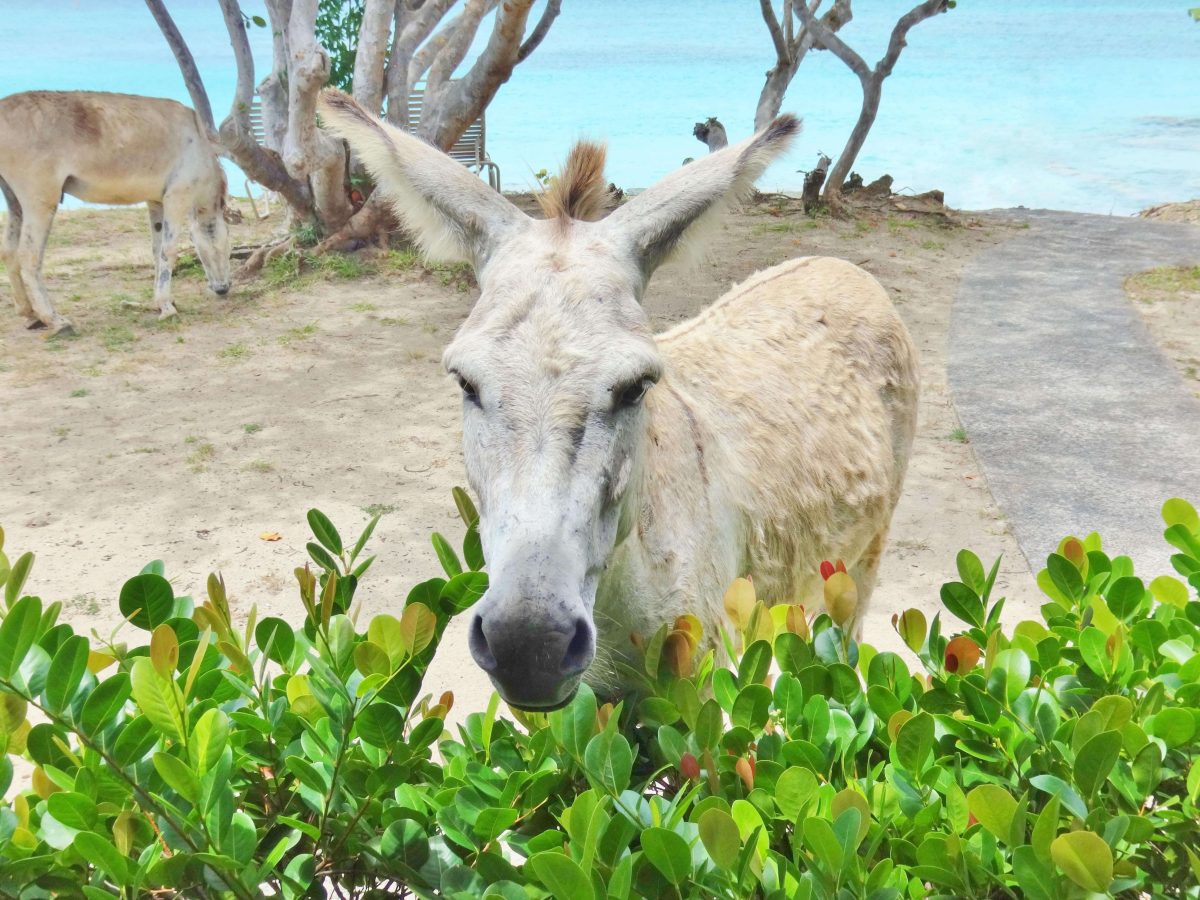 A donkey on the beach in St John overlooking the Caribbean Sea