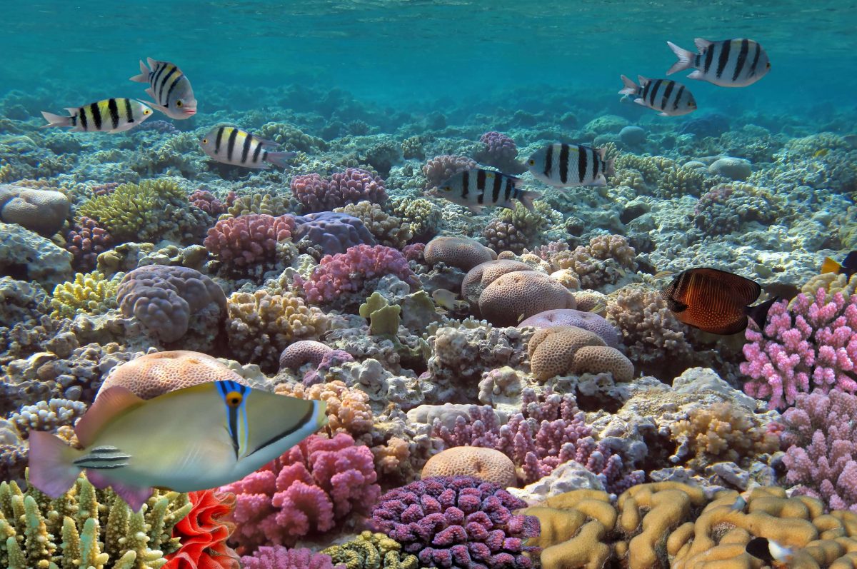 Coral reef in the Virgin Islands