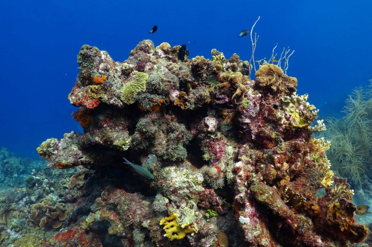 scuba diving coral reef