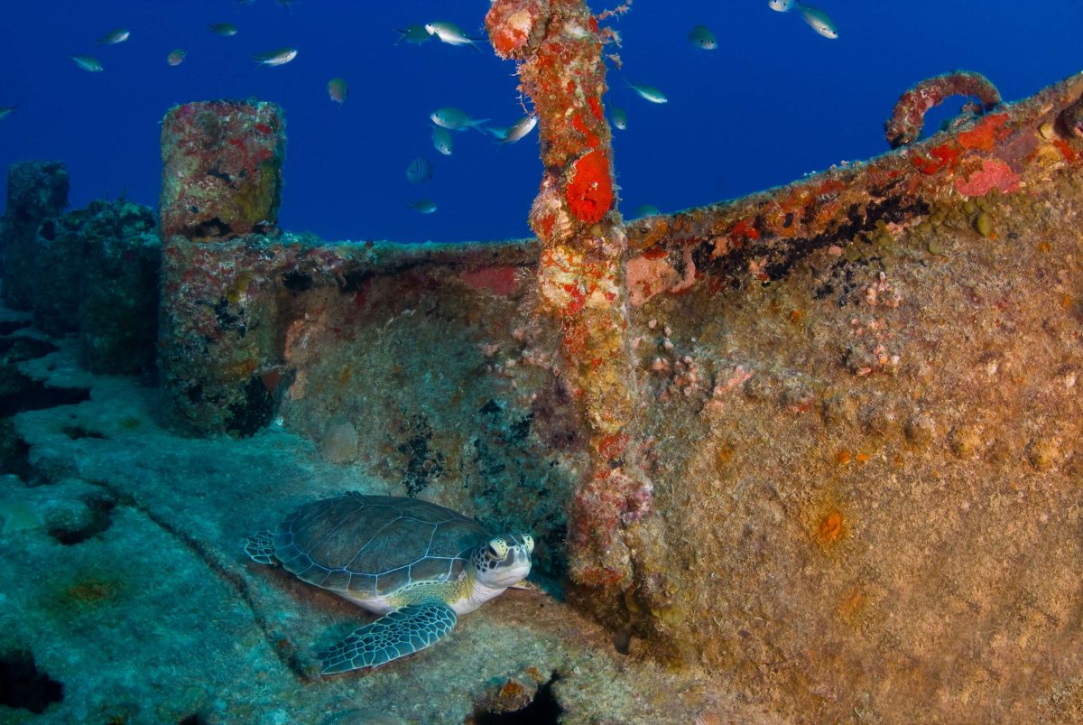 Anguilla Ship Wreck Marine Life