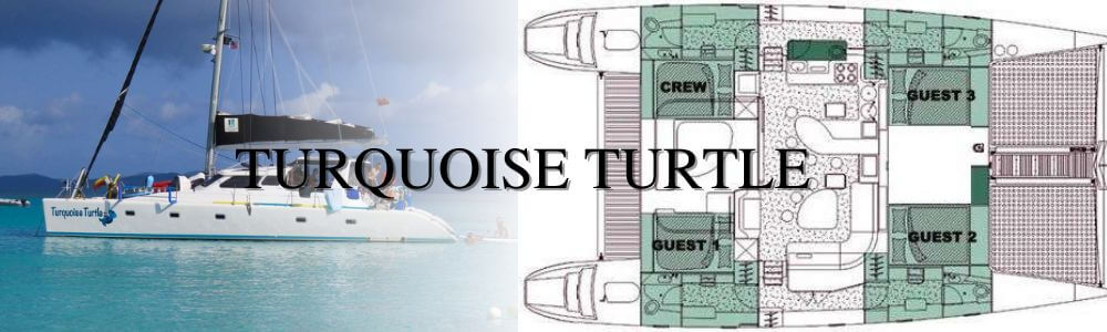 Turquoise Turtle Layout
