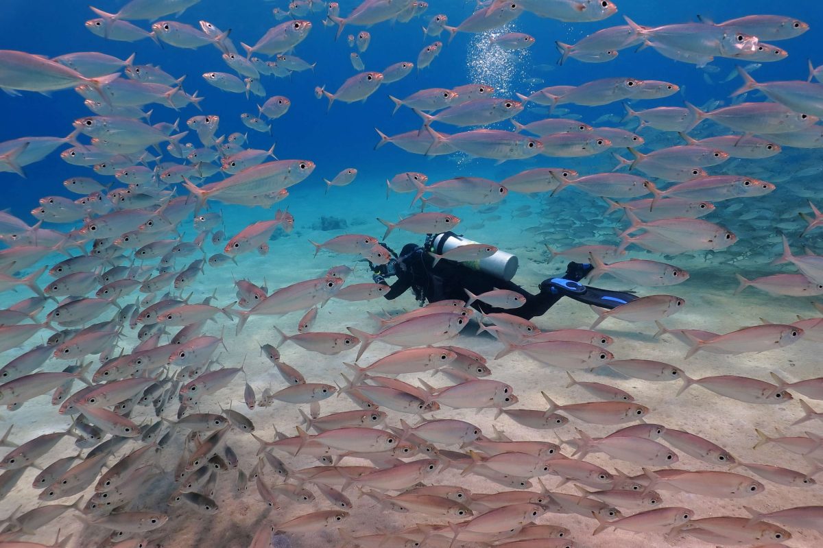 Tobago Cays scuba diving