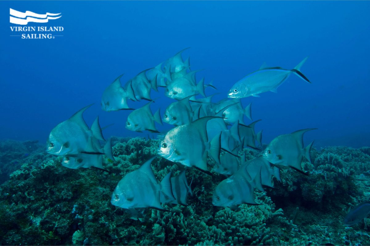 Atlantic Spadefish at Ambergris Caye, Belize barrier reef