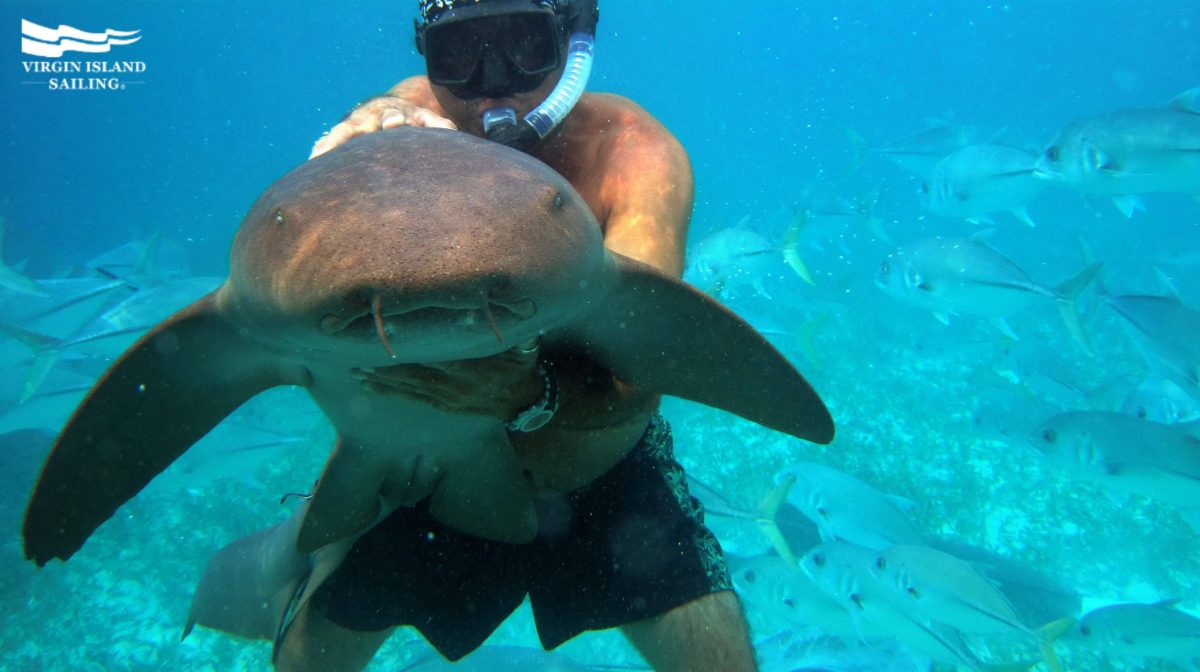 Swimming with tiger sharks in Hol Chan Marine Reserve