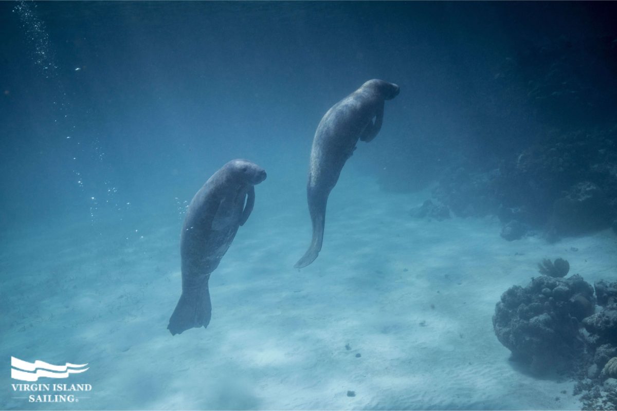 Manatees in Belize