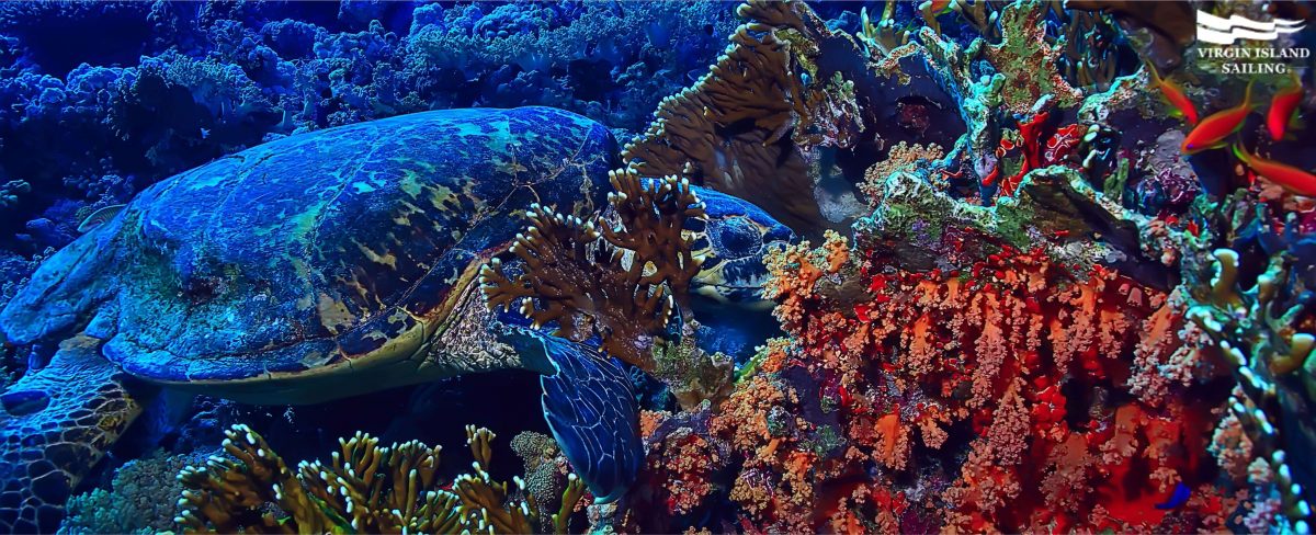 Sea Turtle on a Coral Reef