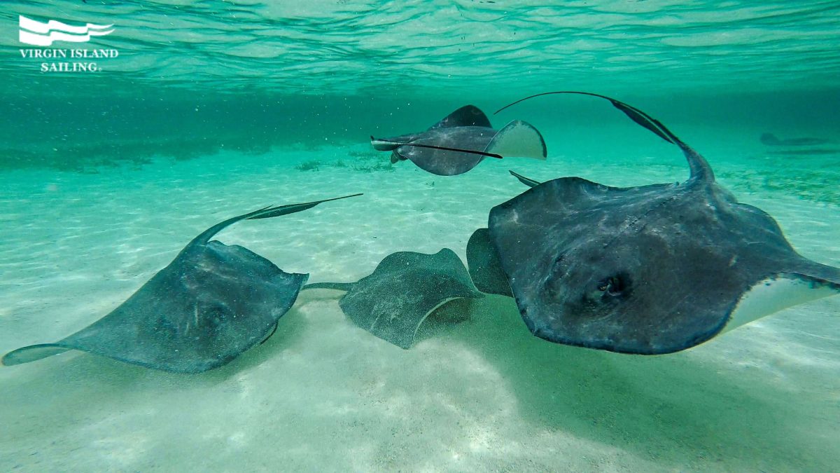 Shark Ray Alley at Caye Caulker