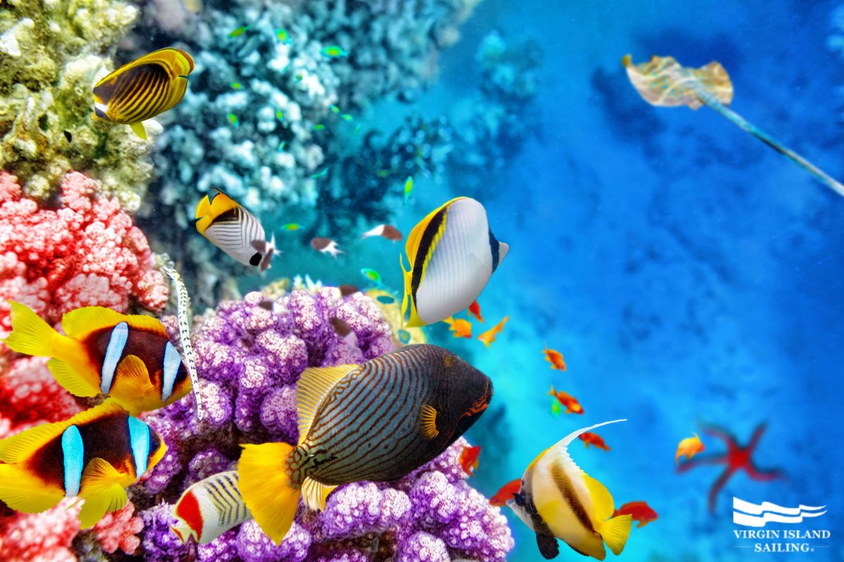 Tropical Fish on a Coral Reef Belize