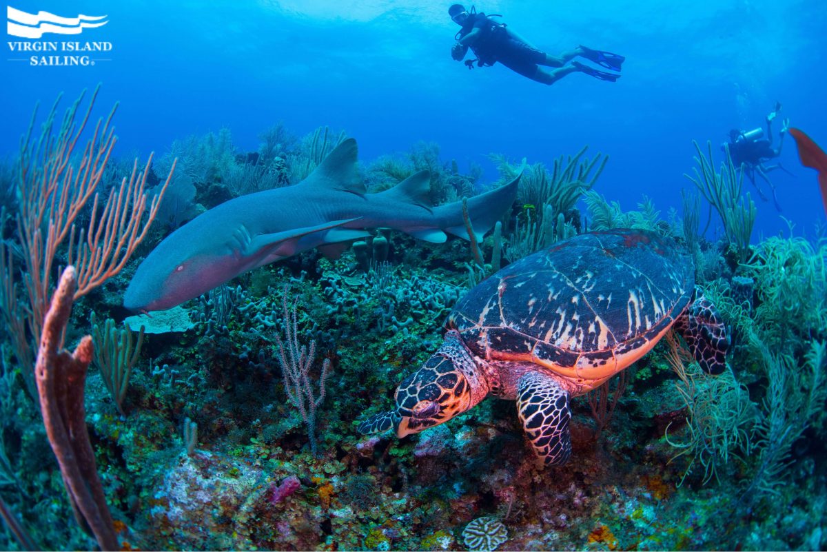 A turtle and a nurse shark swimming in the Belize Barrier Reef