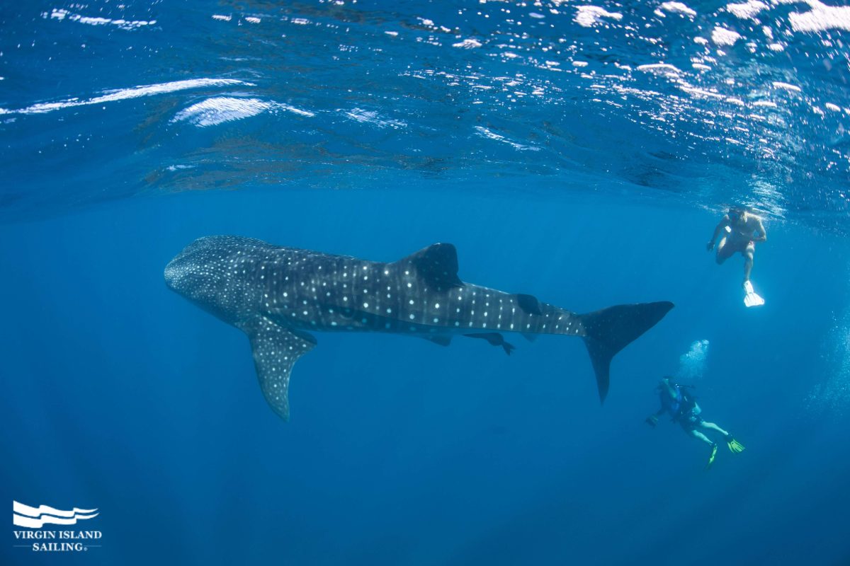 Whale Shark in the Belize Barrier Reef