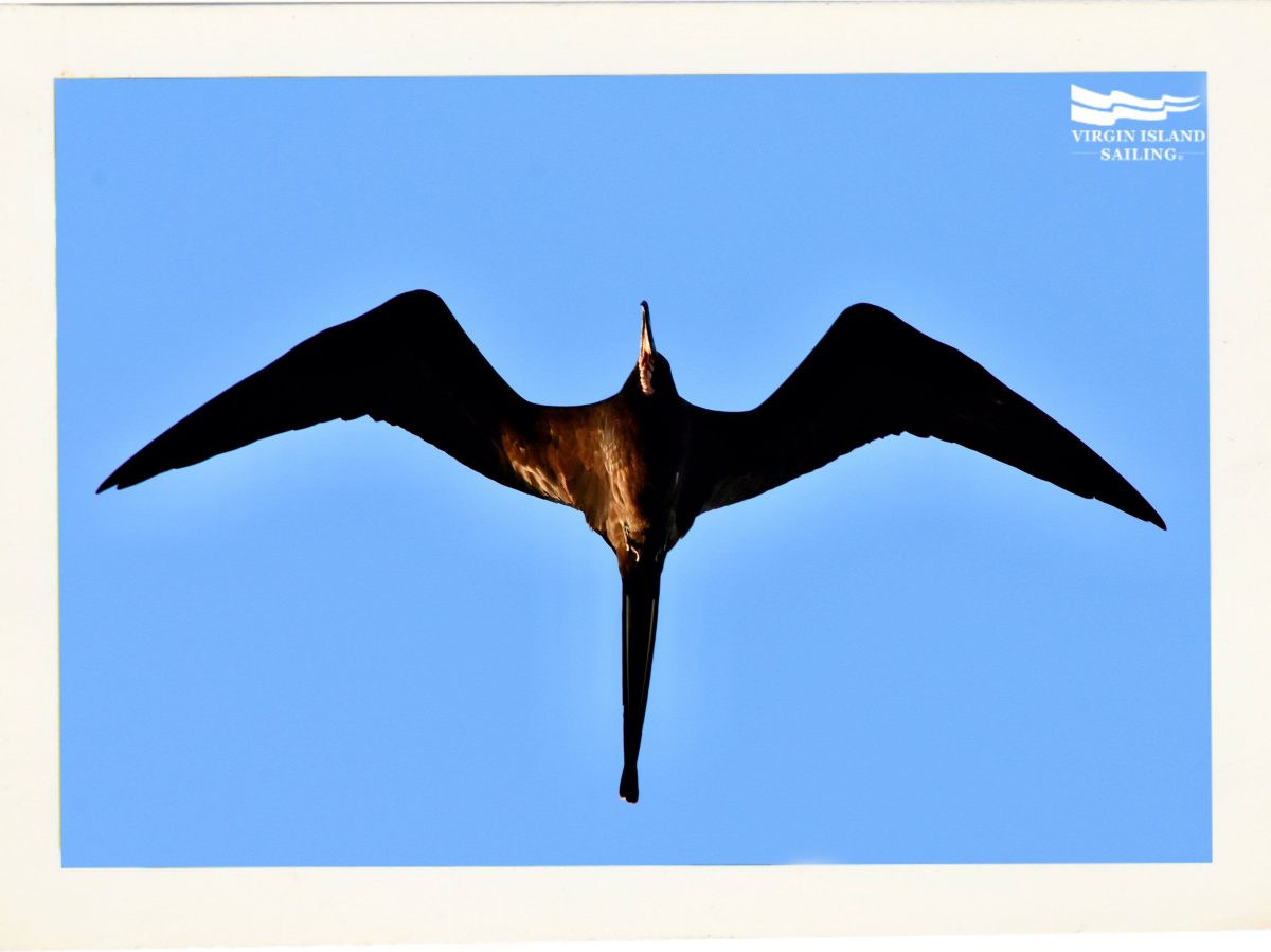 Magnificent Frigatebird