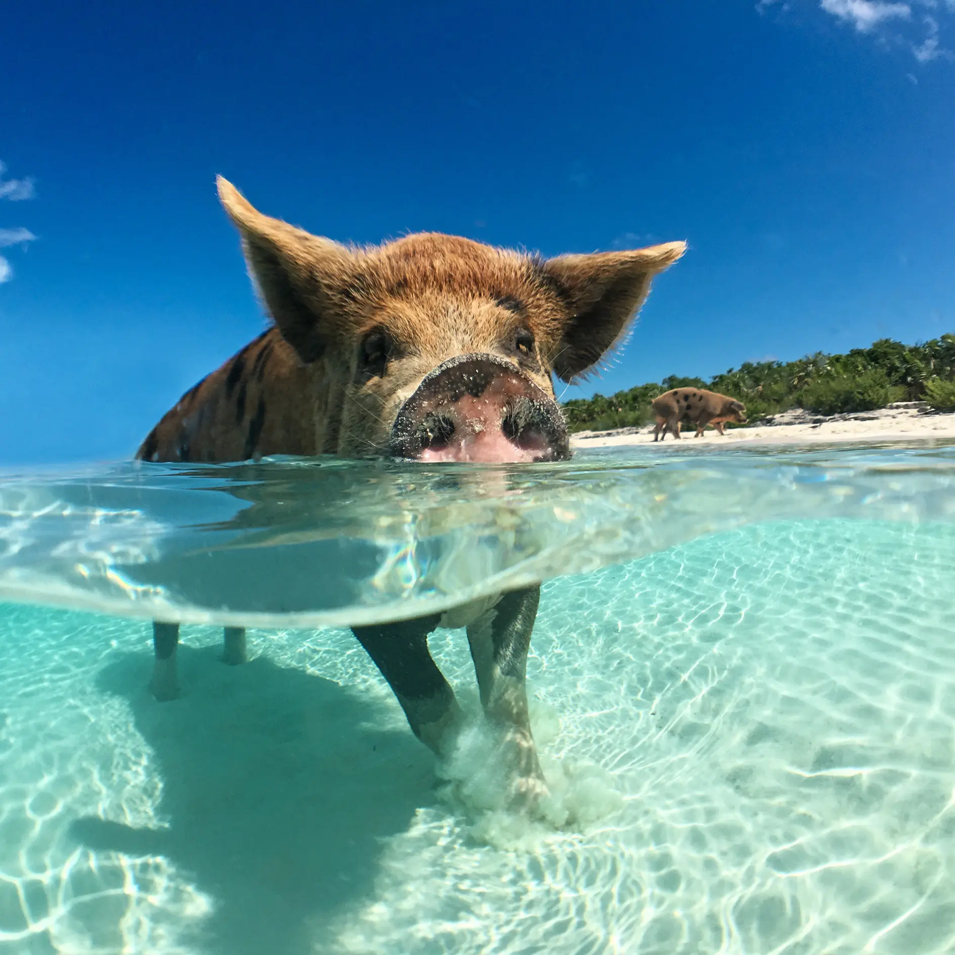 swimming pigs in the bahamas exuma