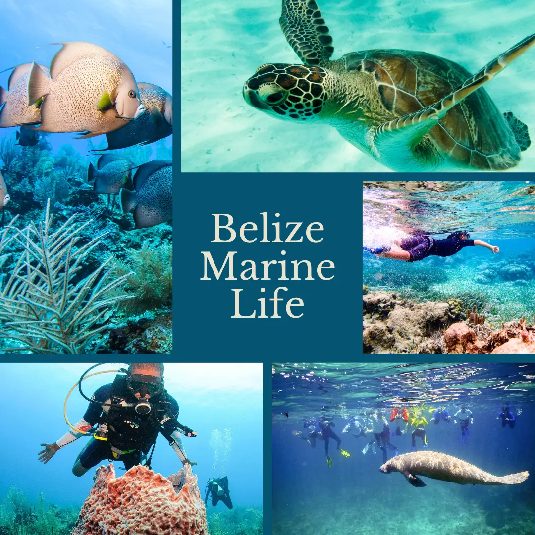 Belize Islands Marine Life