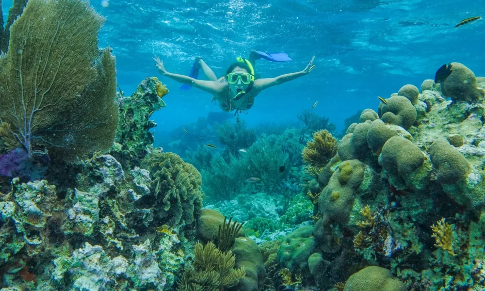 snorkeling yacht charter activity