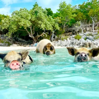 swimming piggies in bahamas