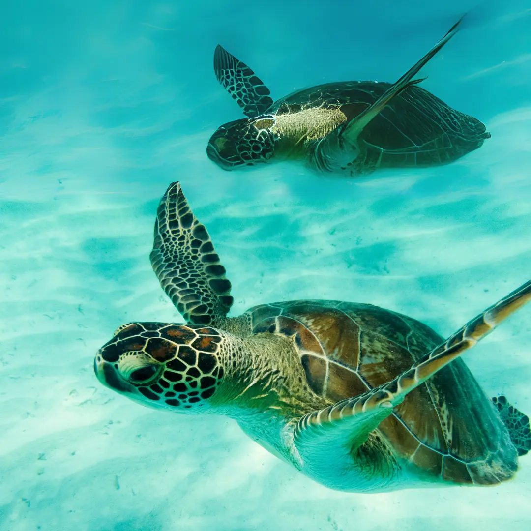 The world is your playground. e (6)