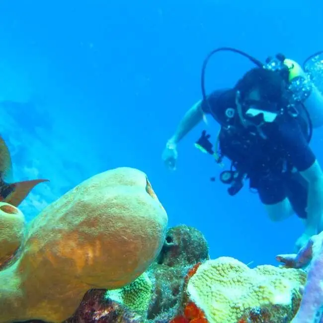 coral garden snorkeling in the bvi