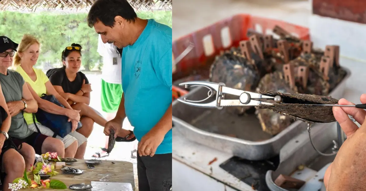 pearl farms in tahaa sailing vacation