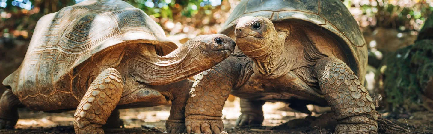 giant turtles seychelles vacation